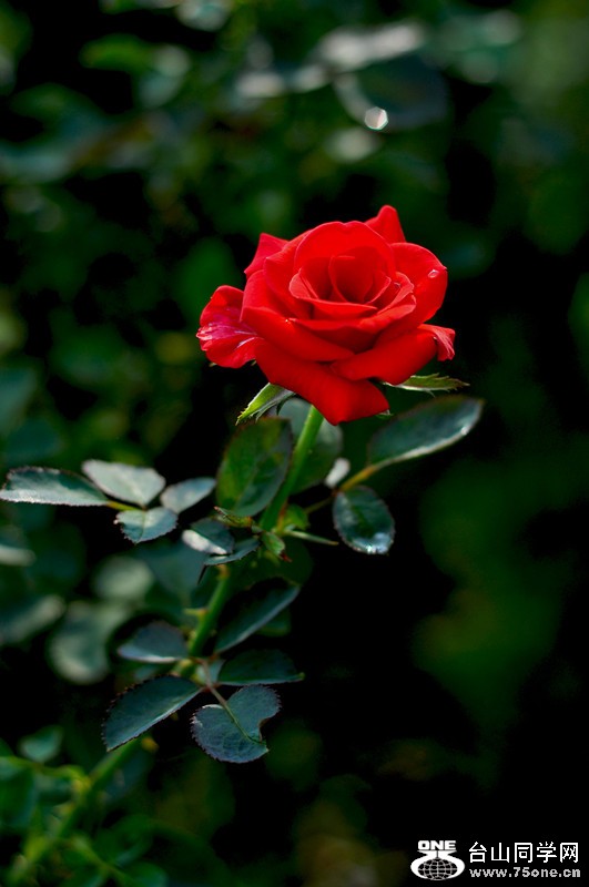 DSC_0242_.jpg