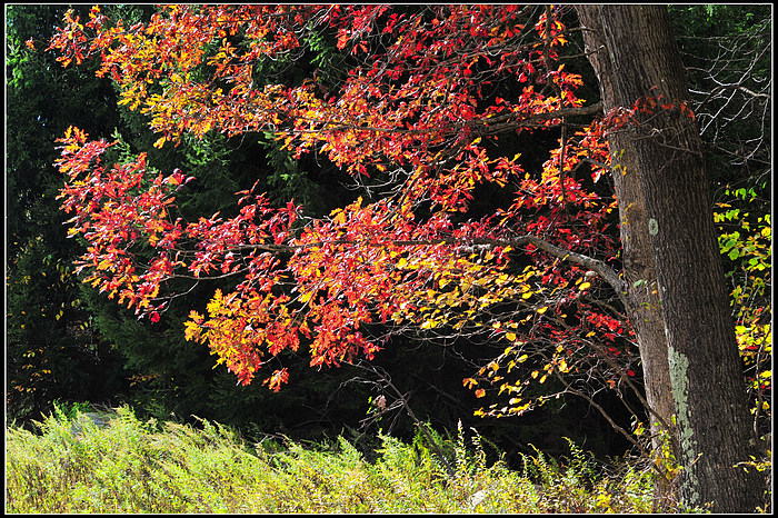DSC_8450.JPG