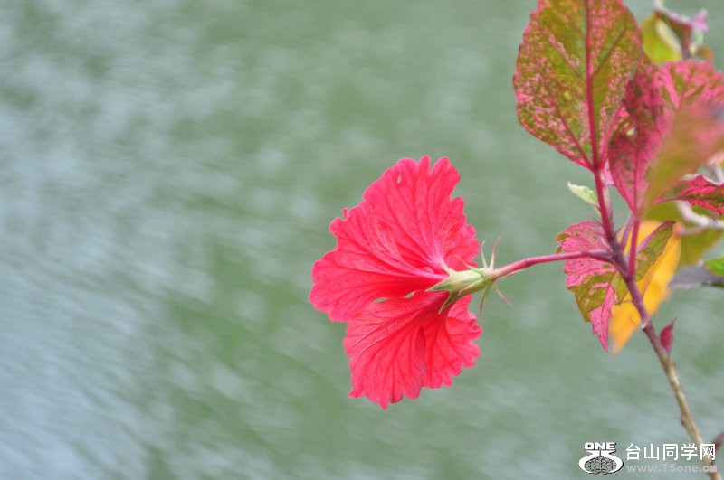 DSC_0232.JPG