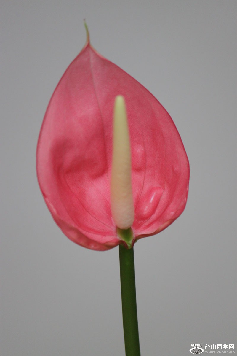 153.jpg