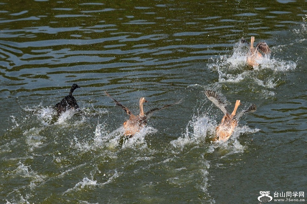 Ƭ 0371.jpg