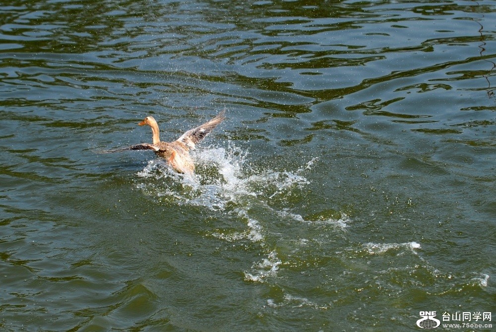 Ƭ 03411.jpg