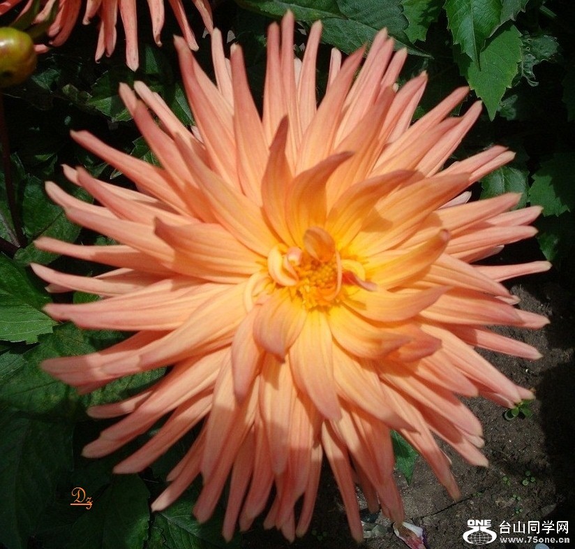 DSC09576-d.jpg