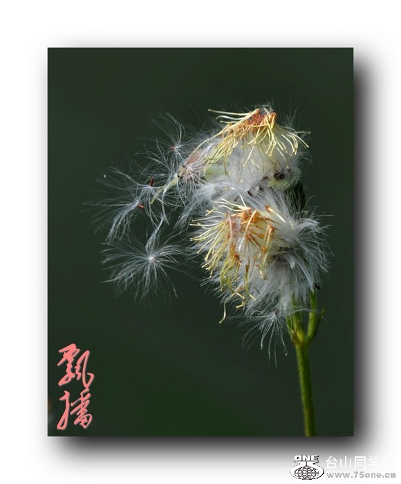Ƭ 01021_conew1.jpg