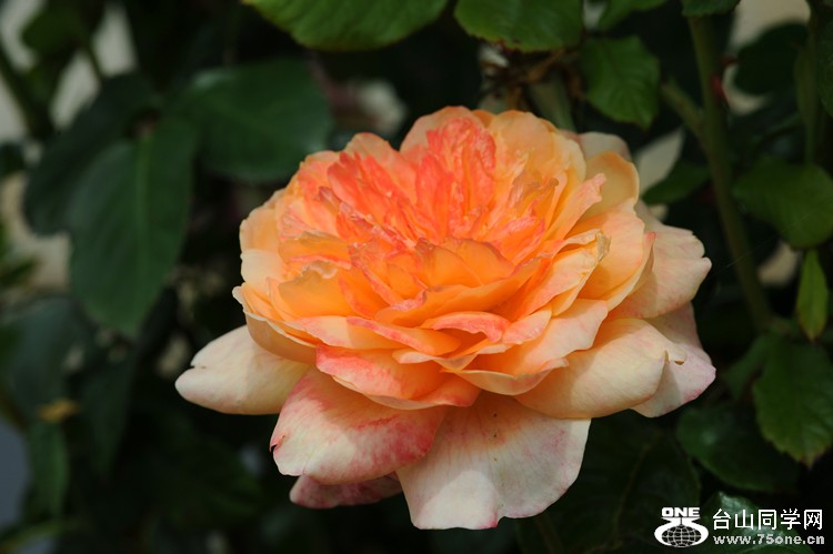 DSC_3973.JPG