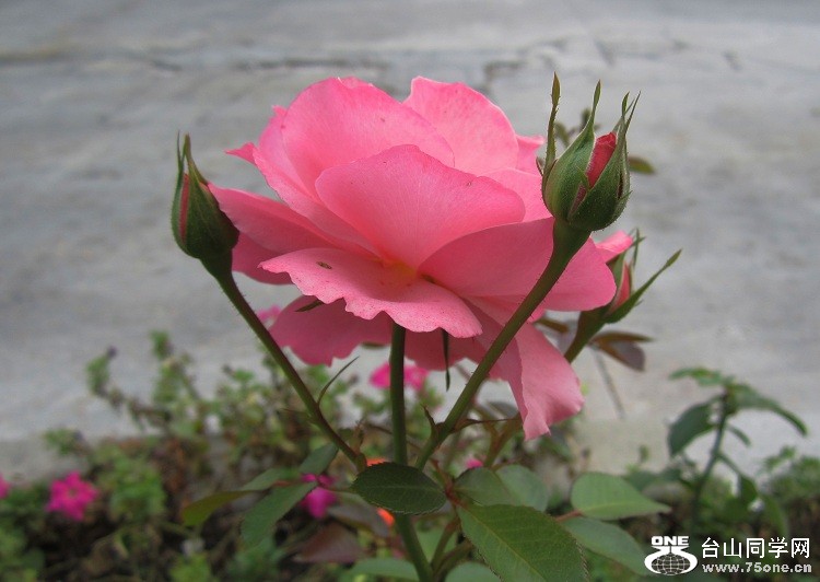 IMG_4325-8-1.jpg