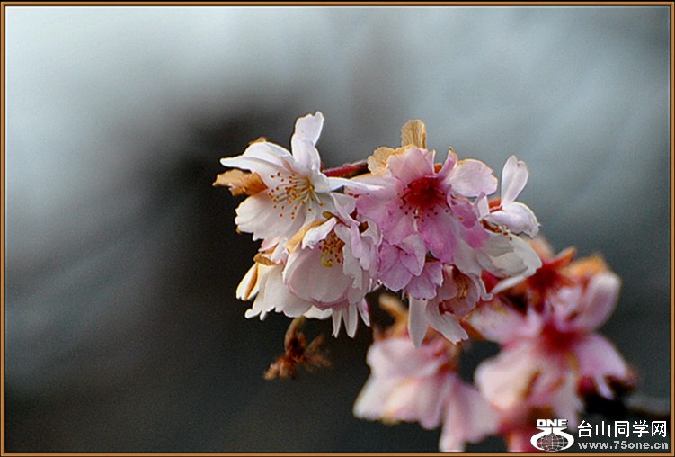 DSC_4466.JPG