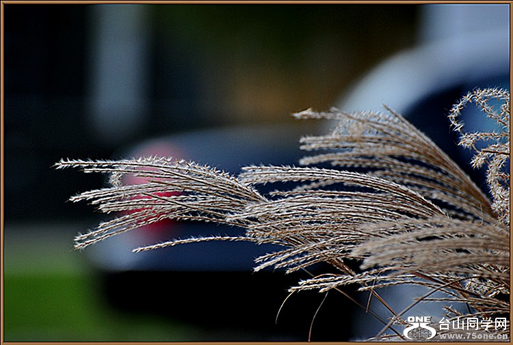 DSC_4463.JPG