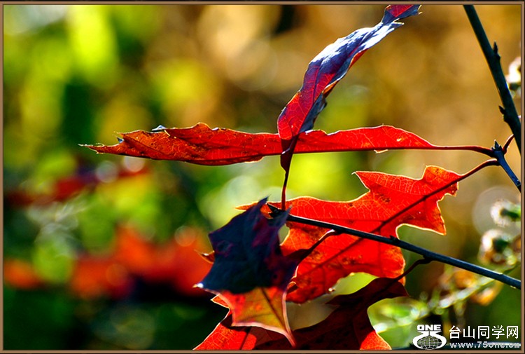 DSC_4250.JPG