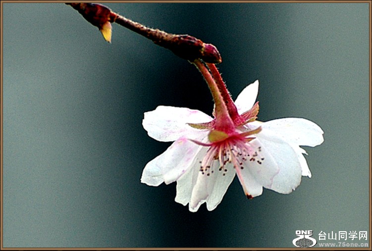 DSC_4475.JPG