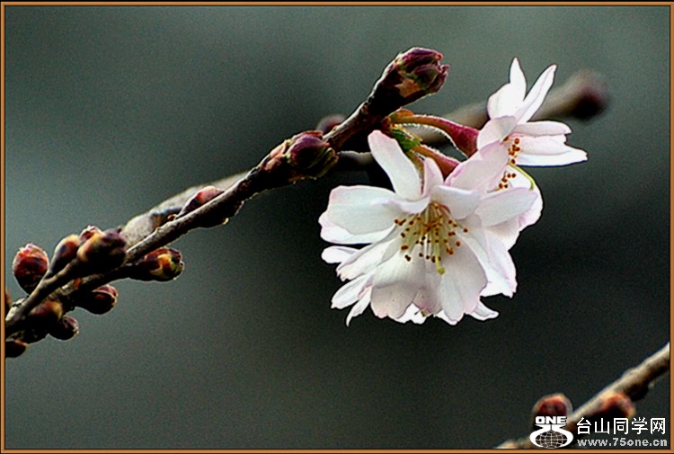 DSC_4477.JPG