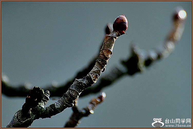 dsc_4509a.jpg