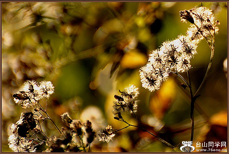 DSC_4247.JPG