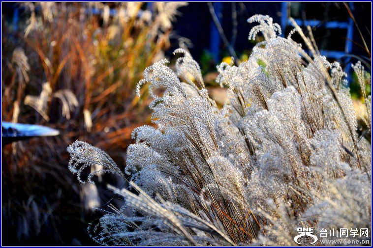 DSC_2746.JPG