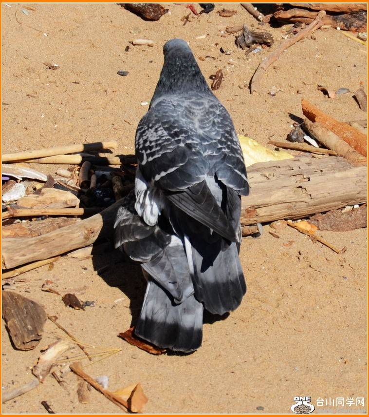 DSC_1610.JPG