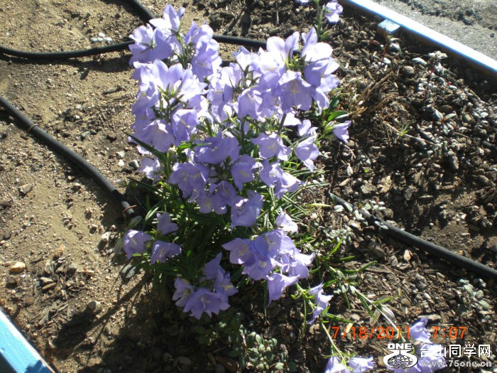 2011_11120356.JPG