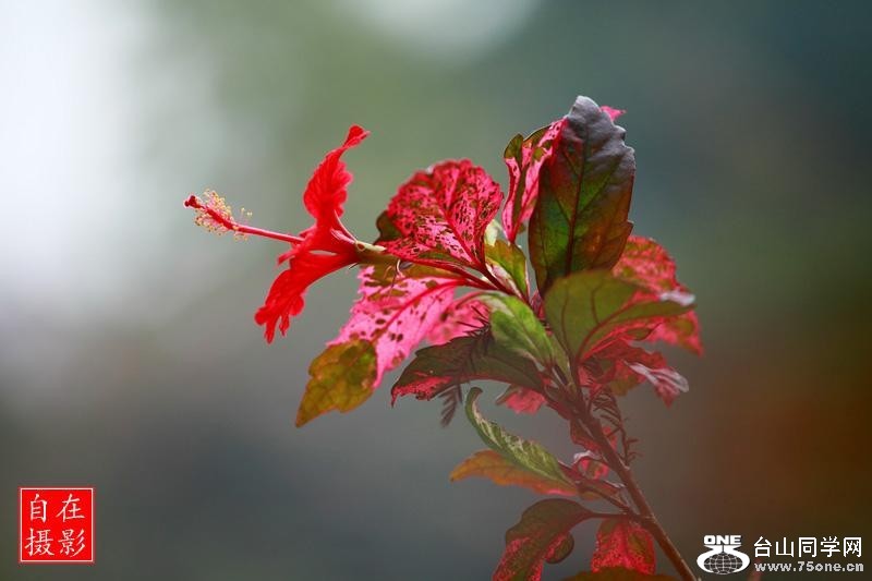 2_1175_1f56e4a057f9496[1].jpg