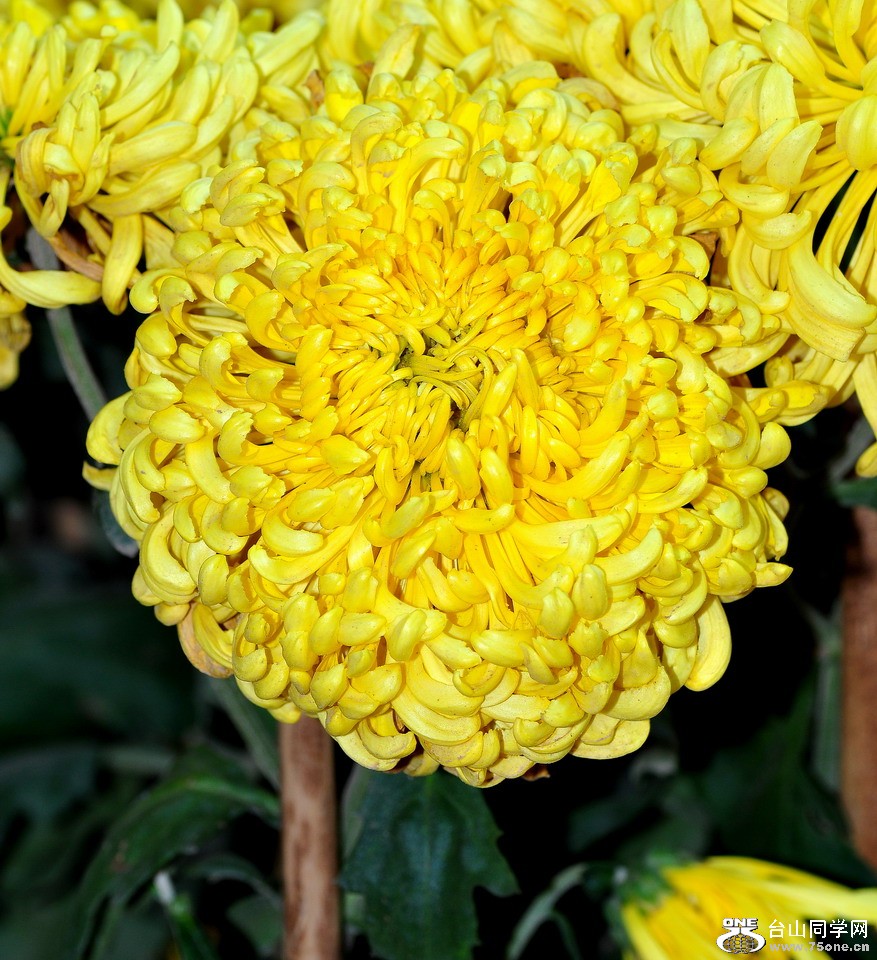 DSC_1722aa.jpg