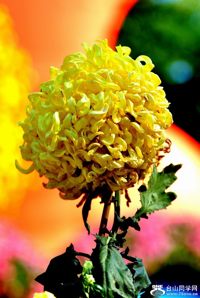 DSC_1895aa.jpg