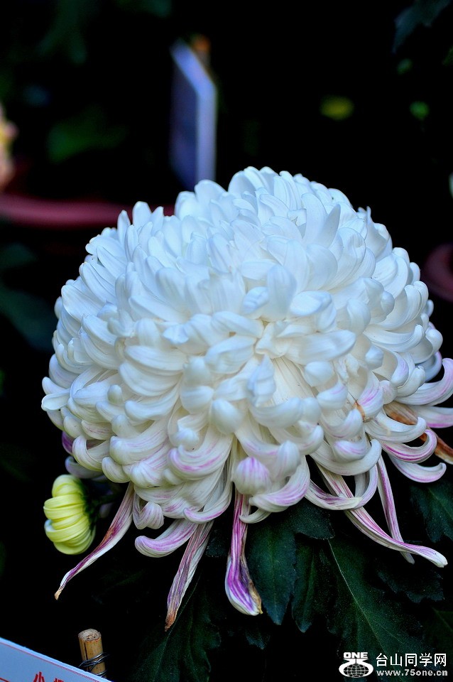 DSC_2037aa.jpg