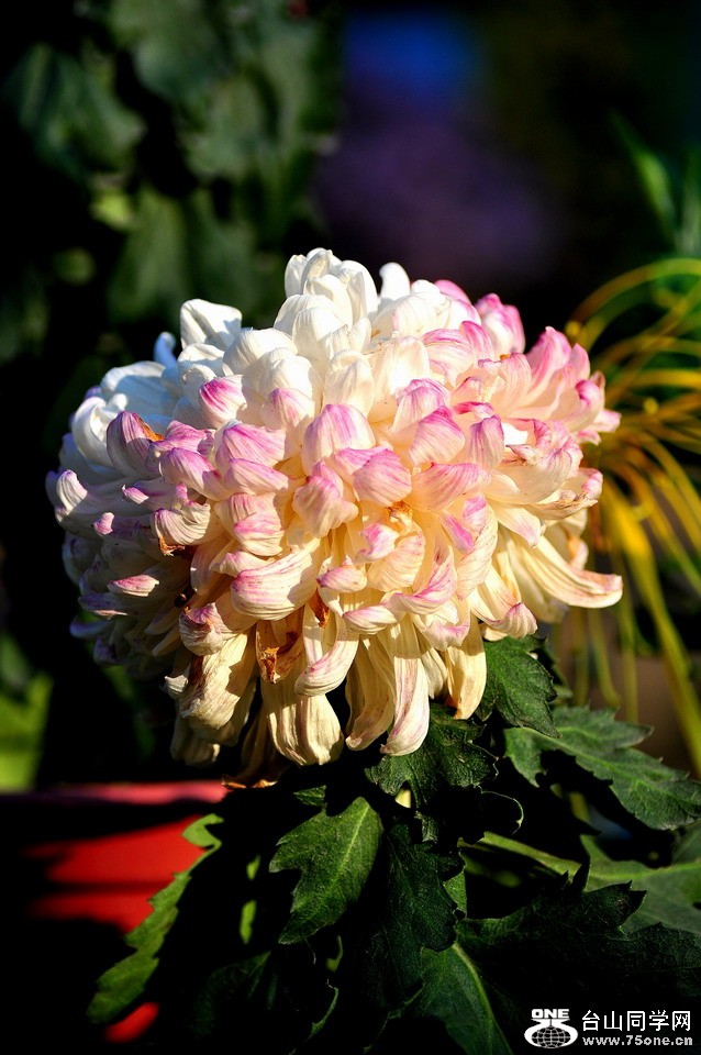 DSC_2036aa.jpg