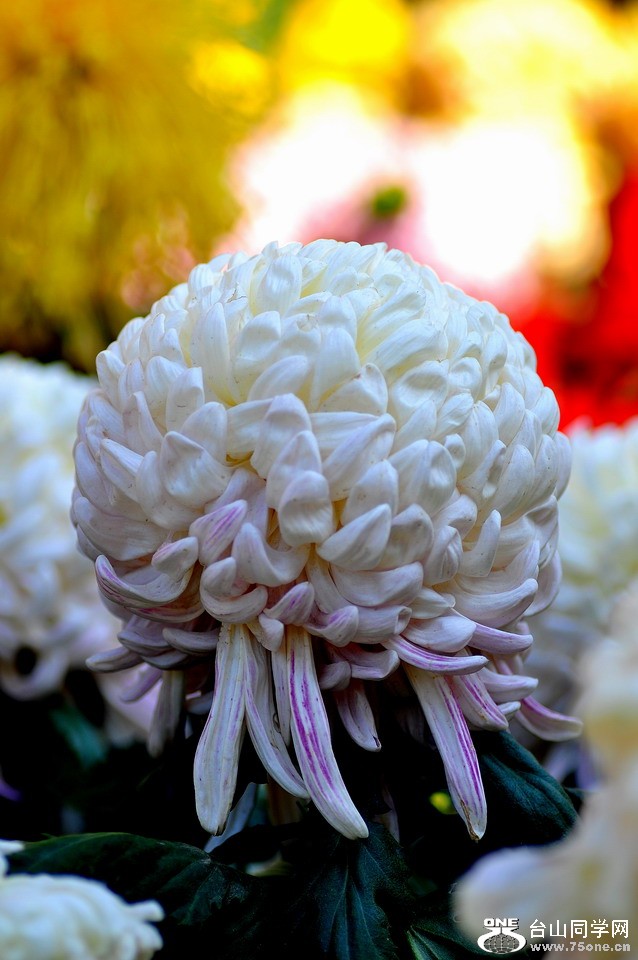 DSC_1901aa.jpg
