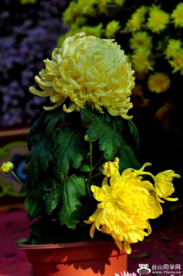 DSC_1927aa.jpg