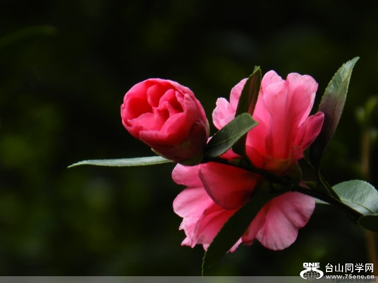 c7017e6c4dbb5efc02628028df03374e.jpg