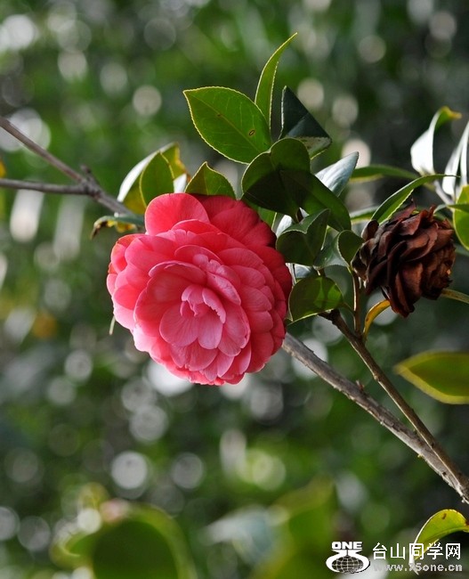 Ƭ 03111.jpg