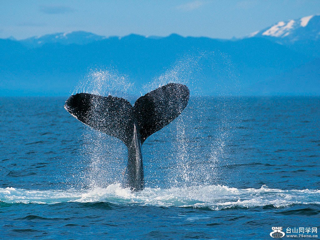 Humpback Whale.jpg