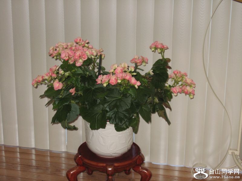 my flower 2012 004.jpg