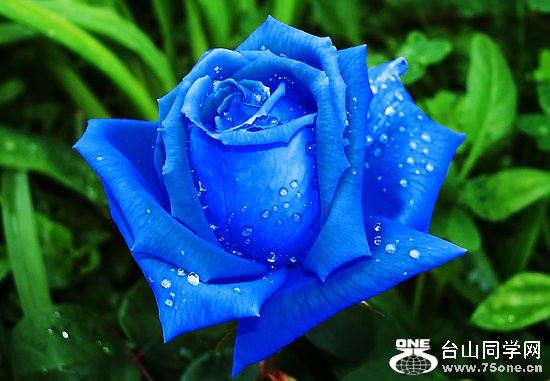 Blue_rose_flower_Picture_04.jpg