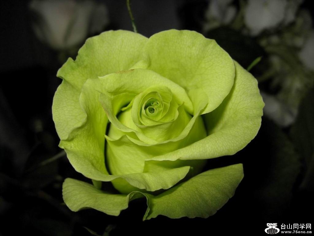 green_rose_flower_wallpaper_06.jpg