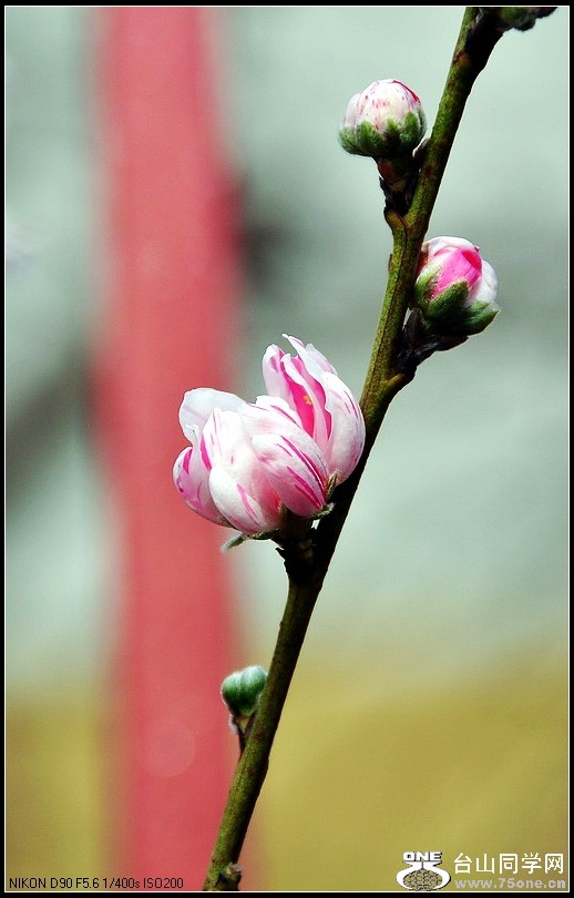 DSC_7633.jpg
