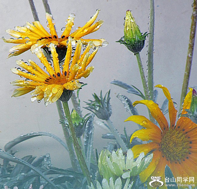 nEO_IMG_ۿݳ 462.jpg