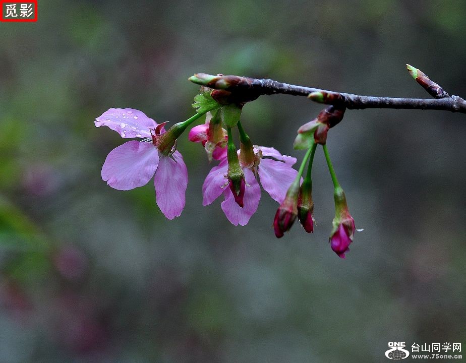 DSC_4920a.jpg