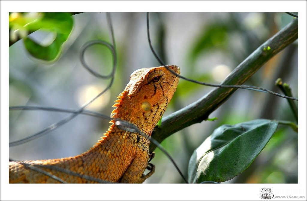 DSC_0037_conew1.jpg