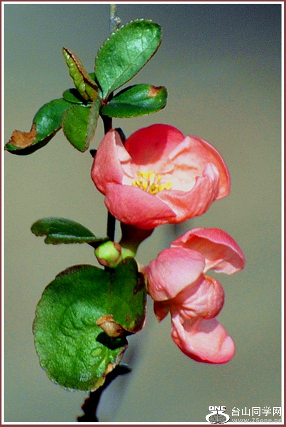 dsc_1377.jpg