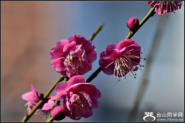 DSC_7599.jpg