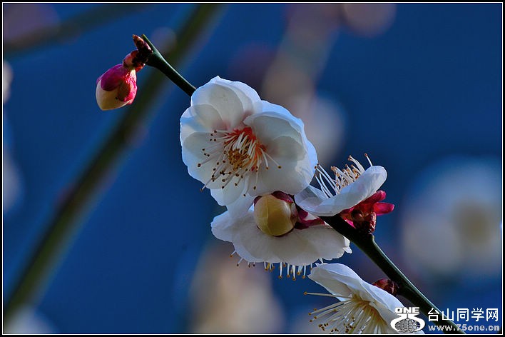 DSC_7622.jpg