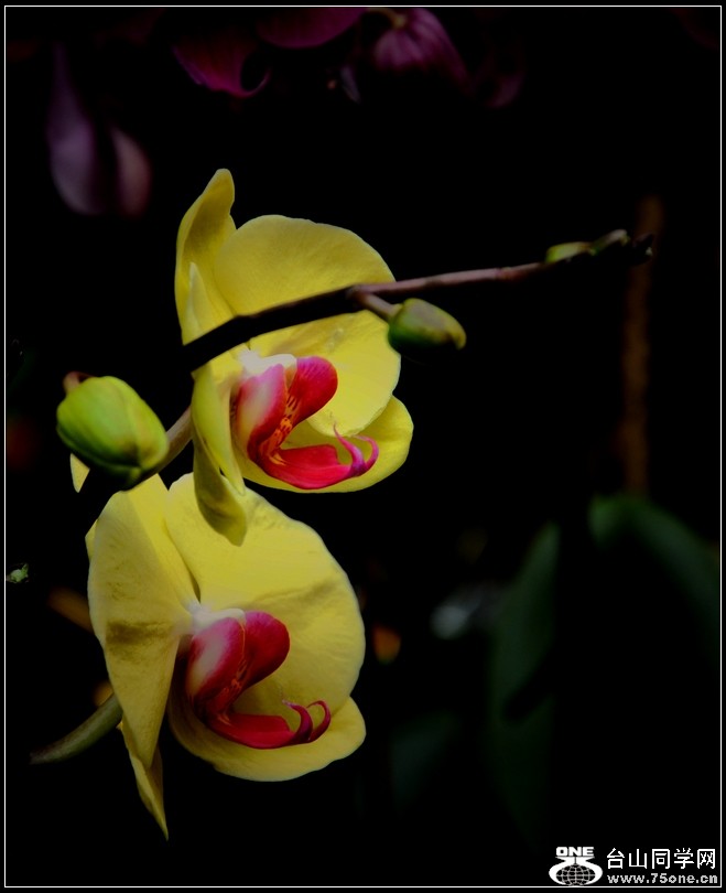 DSC_3003.jpg