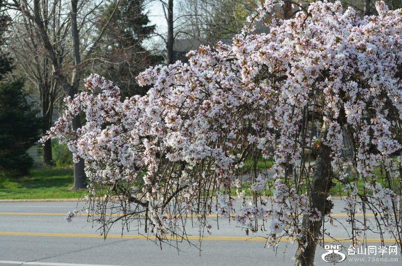 Spring 095.jpg