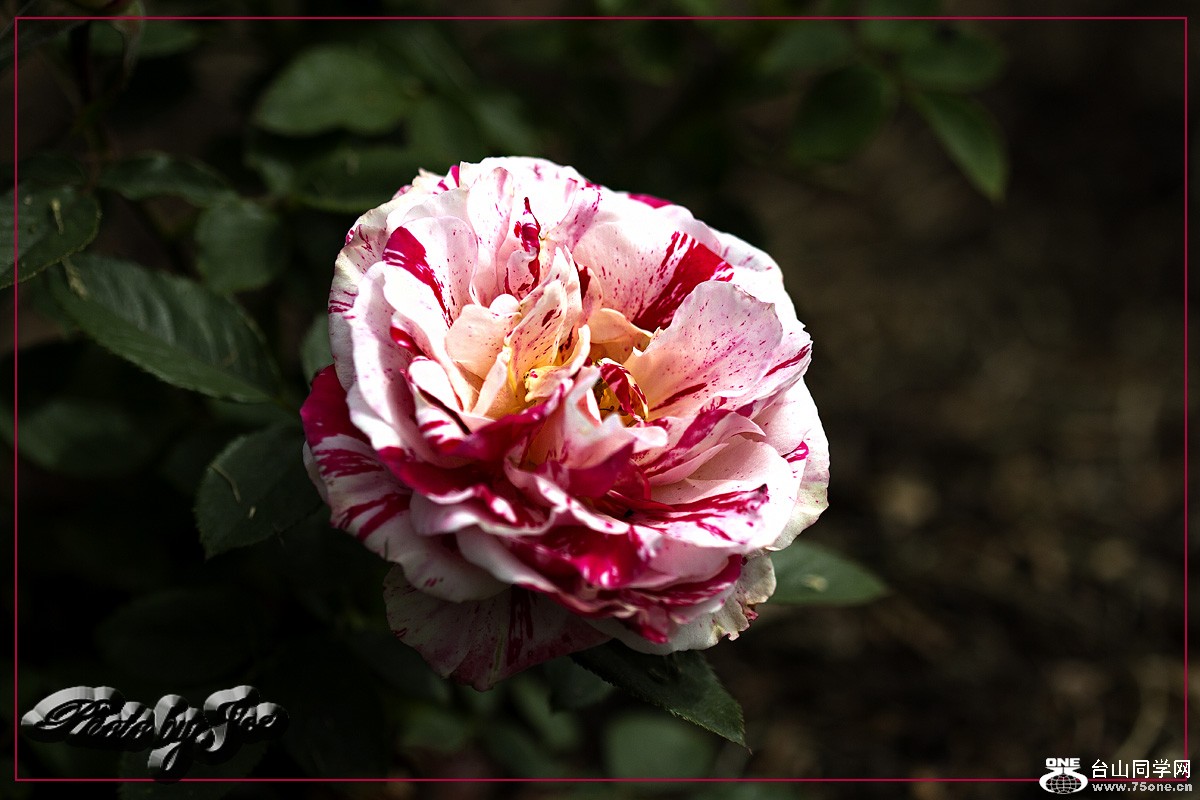 IMG_1855-2.jpg