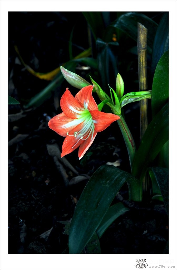 nEO_IMG_DSC_0123_conew1.jpg