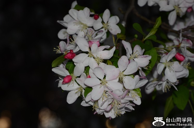 dsc_0680.jpg