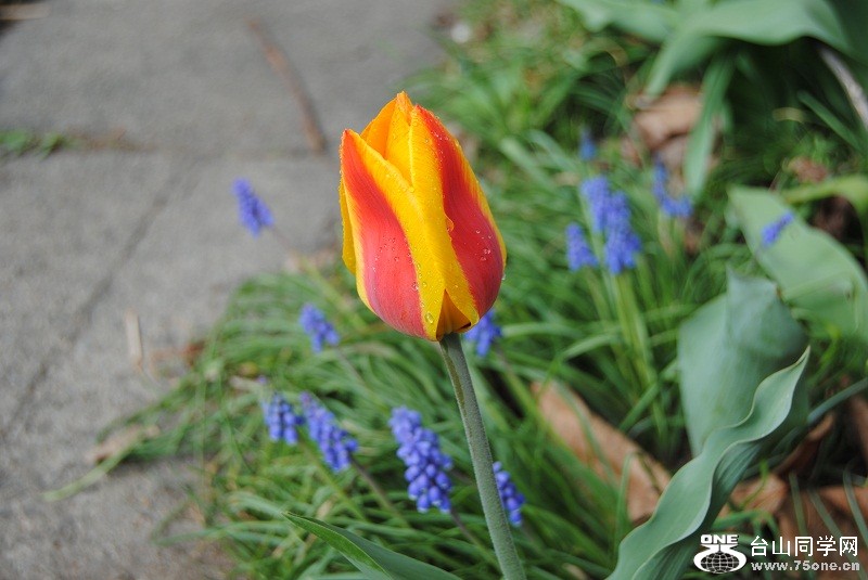 DSC_1250.JPG