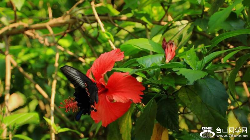 IMG_1655_conew2.jpg