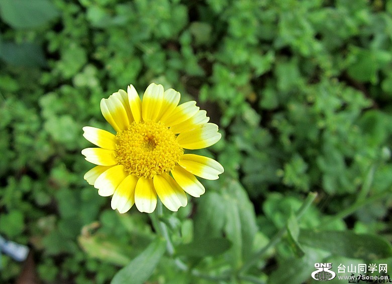 2012415䡢ʯ̶ 097_conew1.jpg