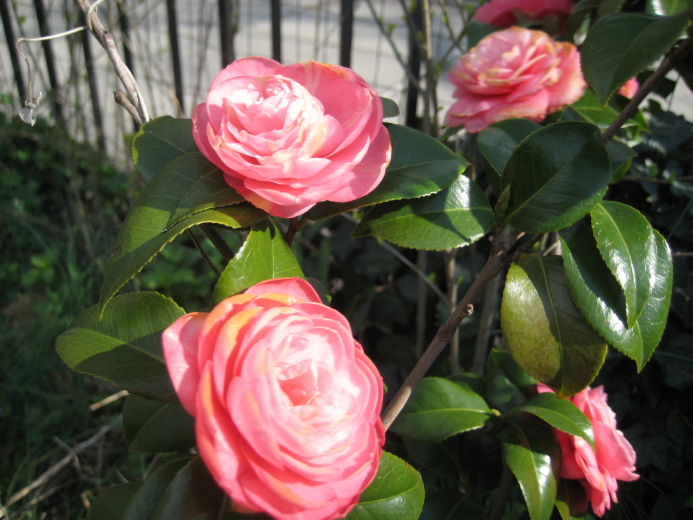 IMG_0001_319.jpg
