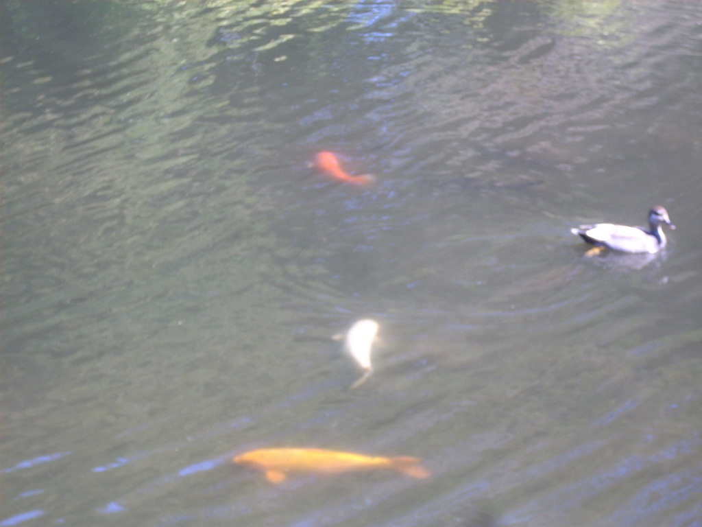 DSCN4454.JPG